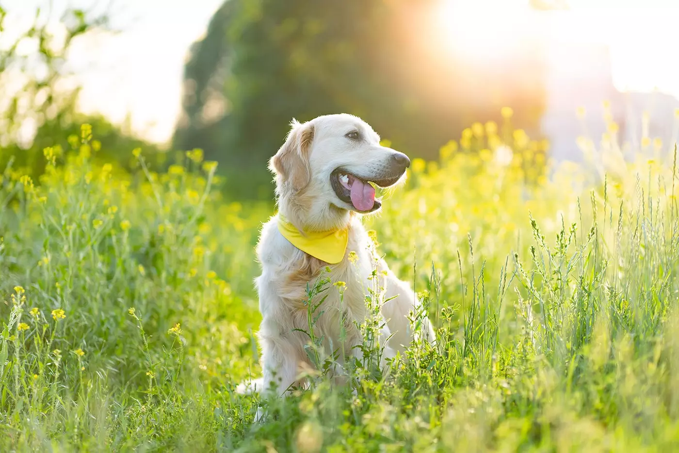 $30 For 2 Nights Of Boarding For Any Size Dog (Reg. $60)
