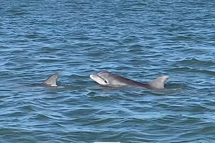 Private Charleston Dolphin and Eco Boat Tour