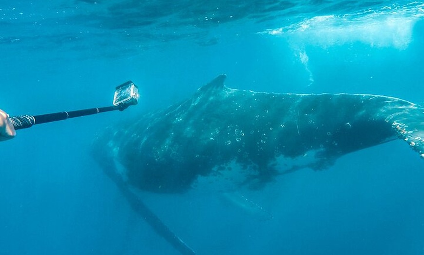 Image 3: Whale Watching and Swim with Whales Cruise from Mooloolaba