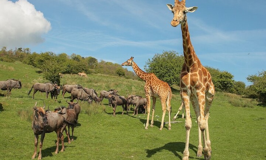 Image 2: Port Lympne Day Ticket