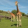 Image 2: Port Lympne Day Ticket