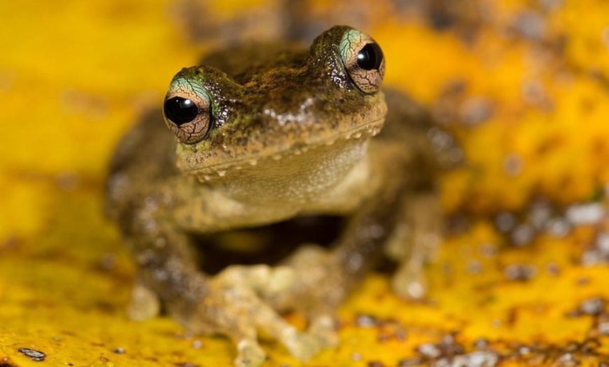 Image 7: Daintree and Cape Tribulation Full Day Guided Tour