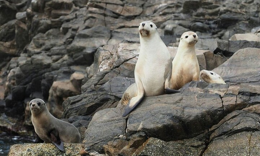 Image 3: Kangaroo Island Ultimate Adventure Tour departing Kingscote