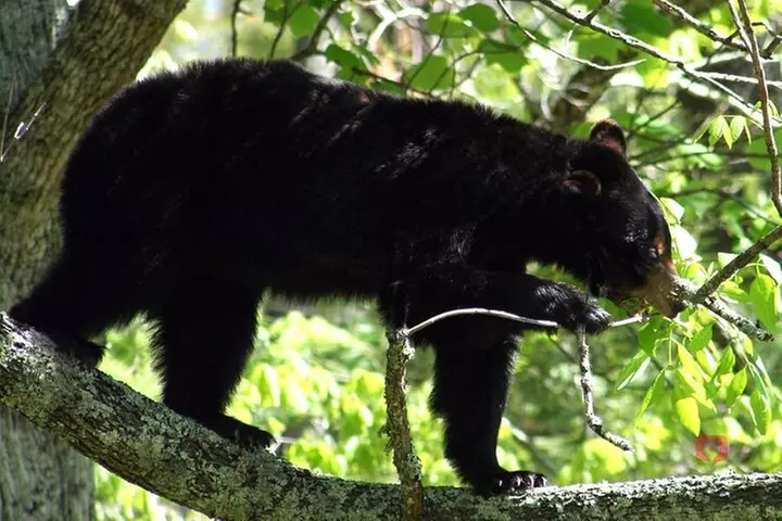 Self-Guided Audio Driving Tour in Great Smoky Mountains