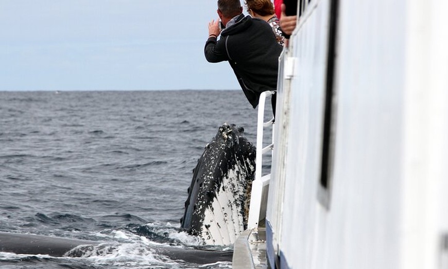 Image 9: Whale Watching Tour with Spirit of Gold Coast