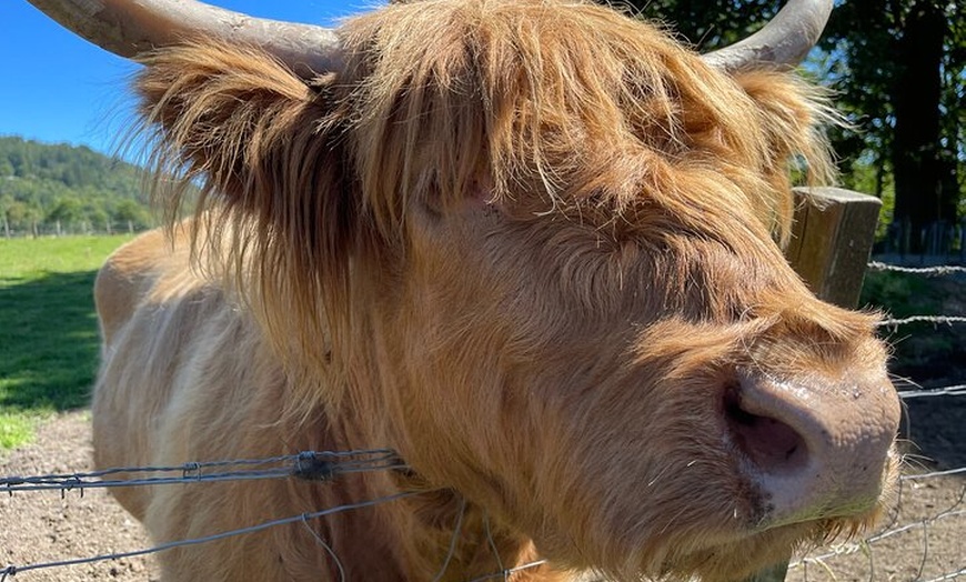 Image 11: The Highland Cows Experience in Scotland