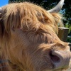 Image 11: The Highland Cows Experience in Scotland