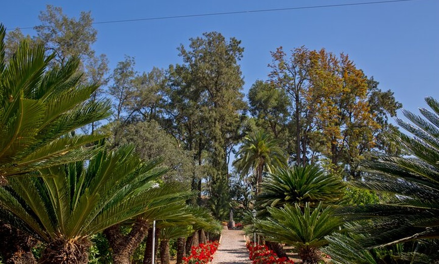 Image 7: Vive una Experiencia Entre Naranjos en Huerto Ribera