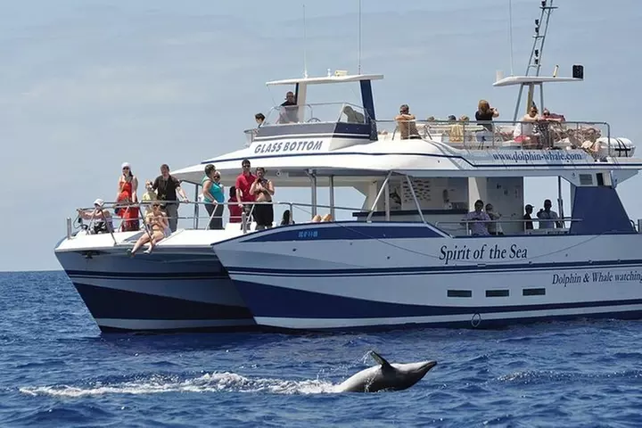 Avistamiento de delfines y ballenas desde Puerto Rico, Gran Canaria