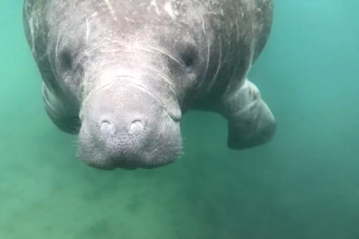 Crystal River Three Sisters Springs and Manatee Clear Kayak Tours