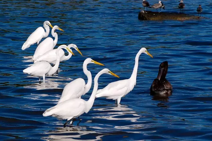 Shark and Wildlife Viewing Adventure in Key West