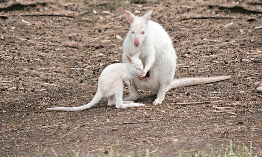 Image 9: PRIVATE Blue Mountains Scenic World Australian Wildlife & Cruise