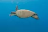 Turtle Reef Snorkel