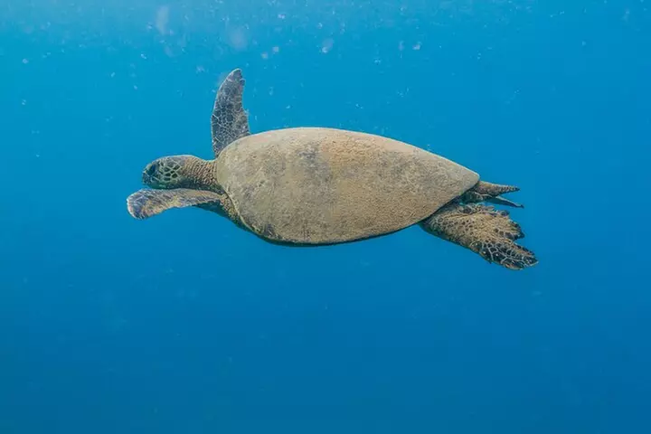 Turtle Reef Snorkel - Primary Image