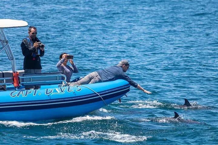 Up-Close Dolphin & Whale Watching Zodiac Adventure in Dana Point