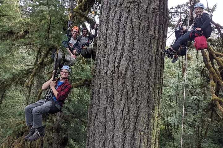 Sunset Tree Climb at Silver Falls State Park