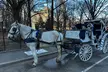 Central Park Daytime Carriage Ride NYC's Timeless Tour - Second Medium