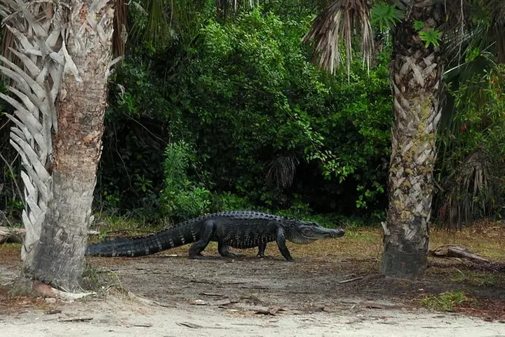 Everglades Day Safari from Ft Lauderdale