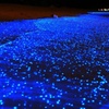 Image 1: Holbox Bioluminescence Private Tour by Golf Cart