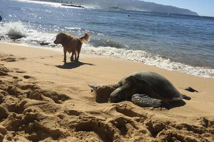 Surf Lessons on the North Shore of Oahu