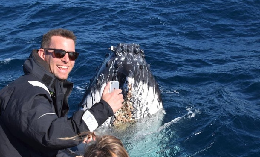 Image 5: Sydney Whale-Watching by Speed Boat