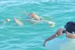 Snubfin Dolphin Eco Cruise from Broome - Image 6