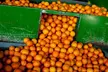 Private Tour: Arizona Foodie Trail - Second Medium