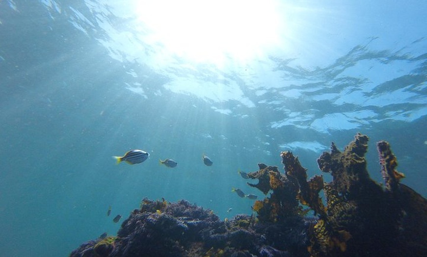 Image 8: sydney underwater scooter tours