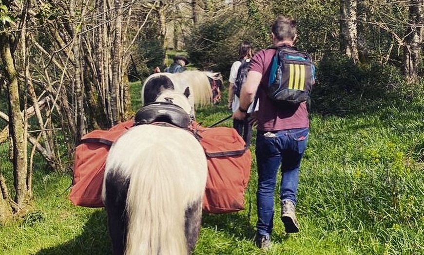 Image 6: Pack Pony Wild Camping in Ancient Woodland, Dorset