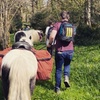 Image 6: Pack Pony Wild Camping in Ancient Woodland, Dorset