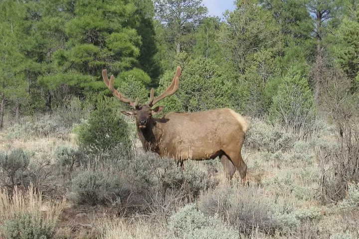 3 Hour Off-Road Sunset Safari to Grand Canyon with Entrance Gate De...