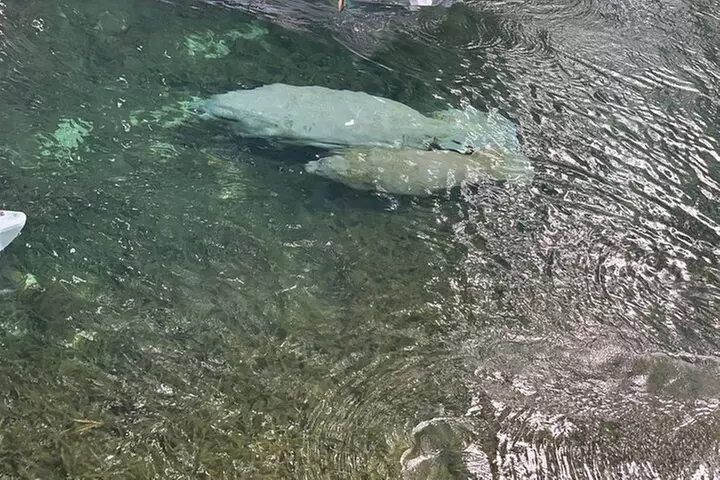 Clear Canoeing and Wildlife Sightseeing at Silver Springs
