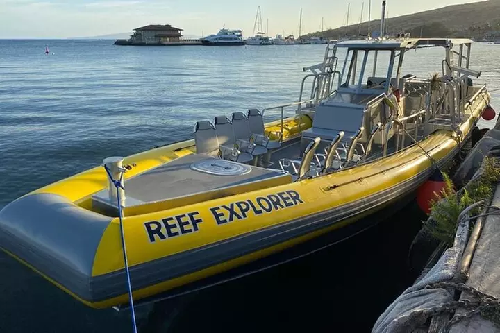 HIGH QUALITY Whale Watch Adventure Aboard Luxury Super Raft