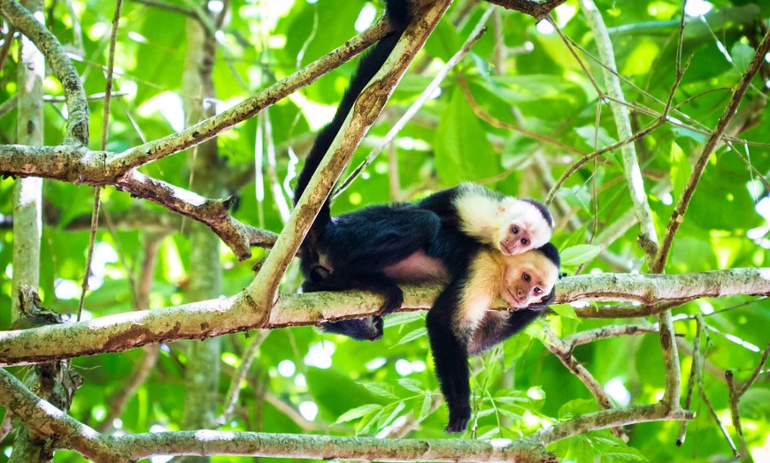 Image 8: ✈ COSTA RICA | De San José à Manuel Antonio - Autotour à la découve...