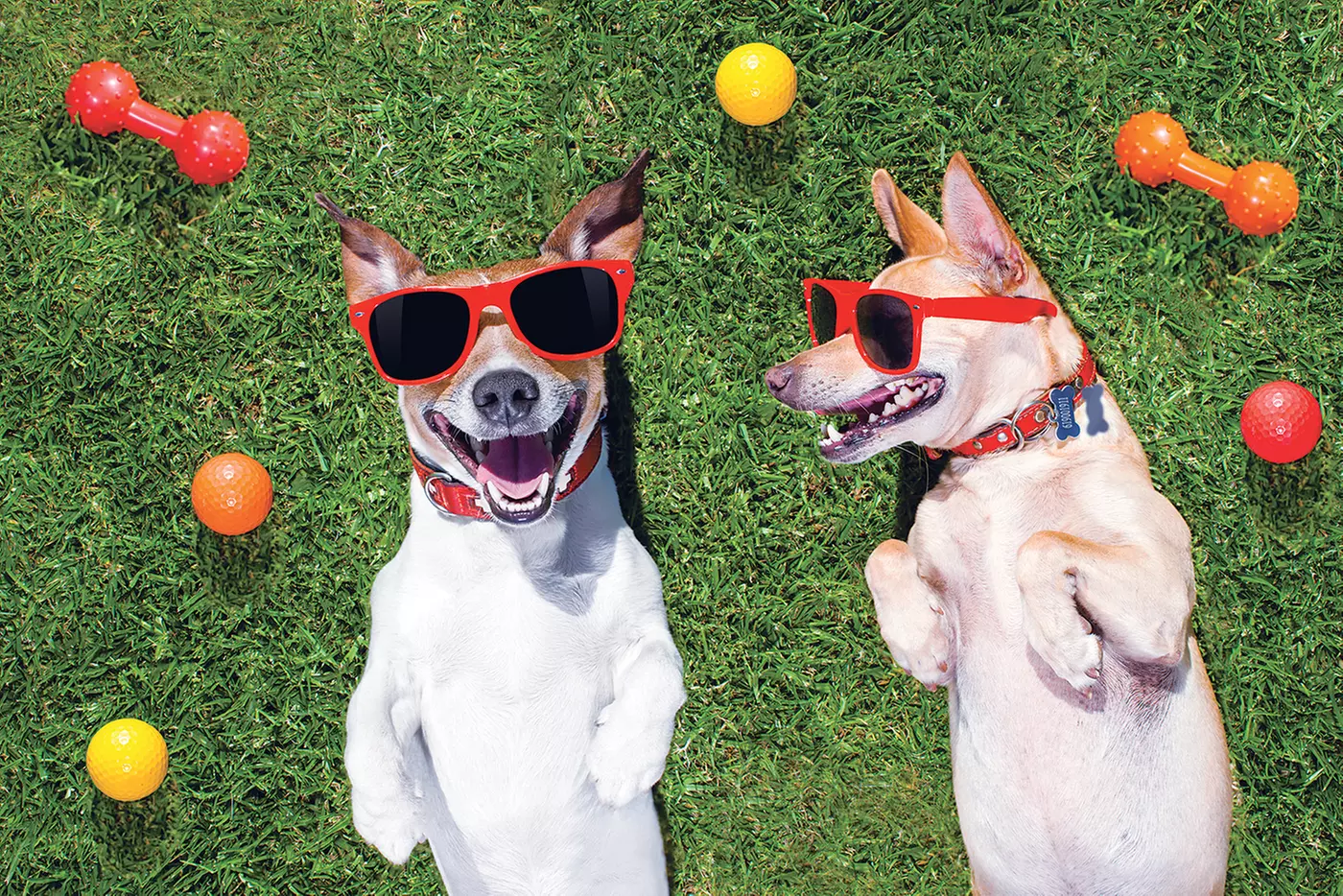 $20 For $40 Toward Grooming, Boarding Or Daycare - Primary Image