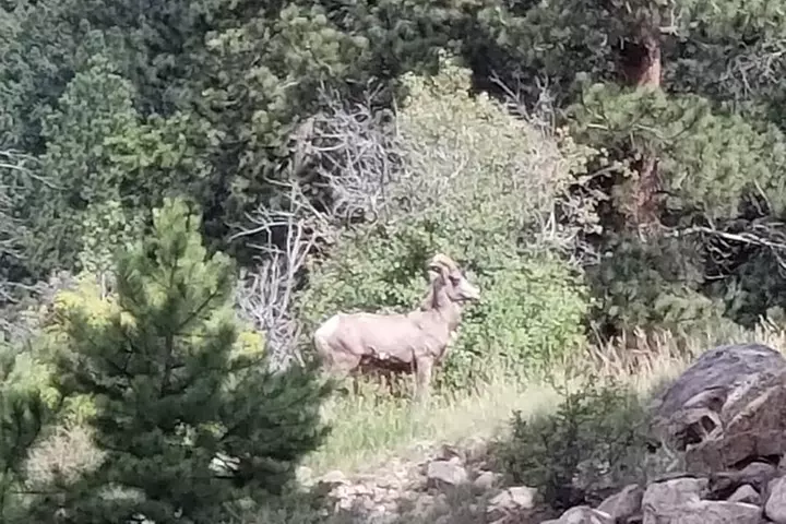 Private and Personalized Three Hour Morning Tour of Rocky Mountain ...