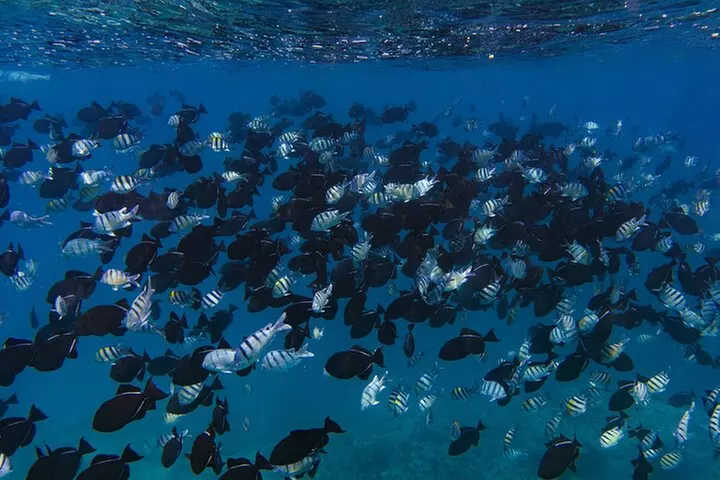 Oahu Swimming with Dolphins Speedboat Adventure