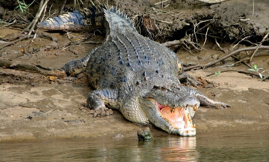 Image 15: Aboriginal Fishing & Beach Day Tour+ Daintree Crocodile Cruise