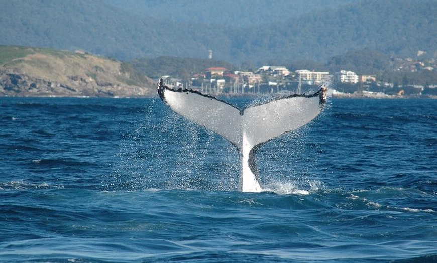 Image 6: Coffs Harbour Whale Watch Experience