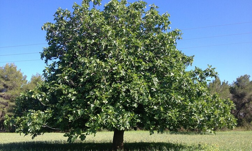 Image 7: Ibiza Vuelta Isla en Bus con visita a Mercadillo Hippie