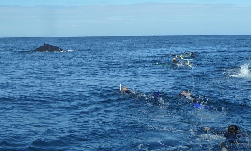 Image 2: Whale Watching and Swim with Whales Cruise from Mooloolaba