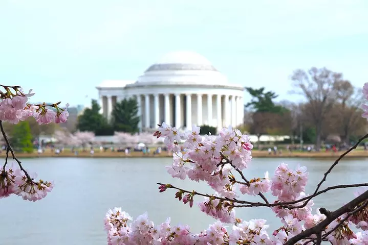 National Mall & Cherry Blossoms with Washington Monument Ticket