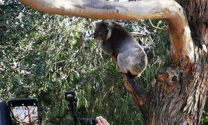 Image 7: Small-Group Great Ocean Road Day Trip from Melbourne