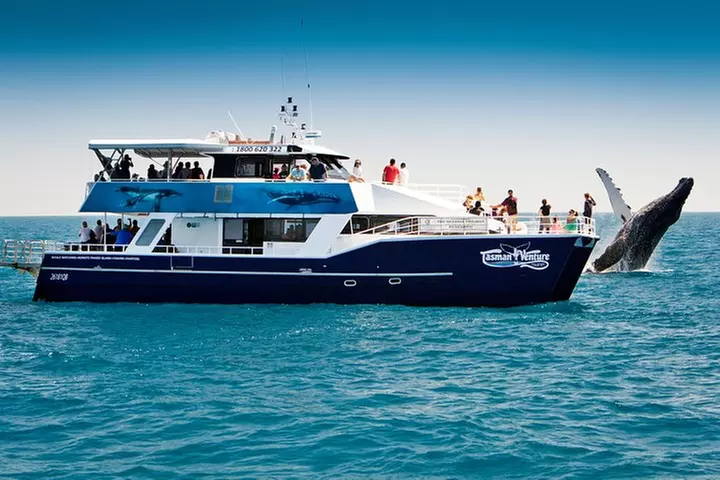 Hervey Bay Whale Watching Cruise - Primary Image