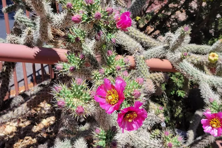 Sedona Vortex Odyssey - A Spiritual & Scientific Adventure