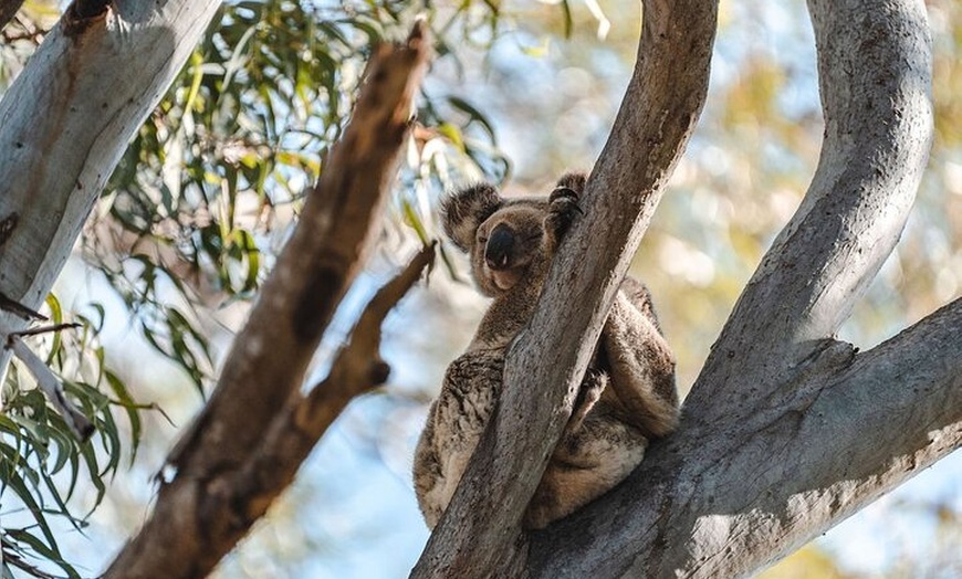 Image 4: North Stradbroke Island Day Tour from Brisbane – Small Group