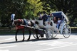 Central Park Horse Carriage Ride - Second Medium
