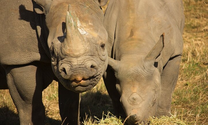 Image 5: Port Lympne Day Ticket