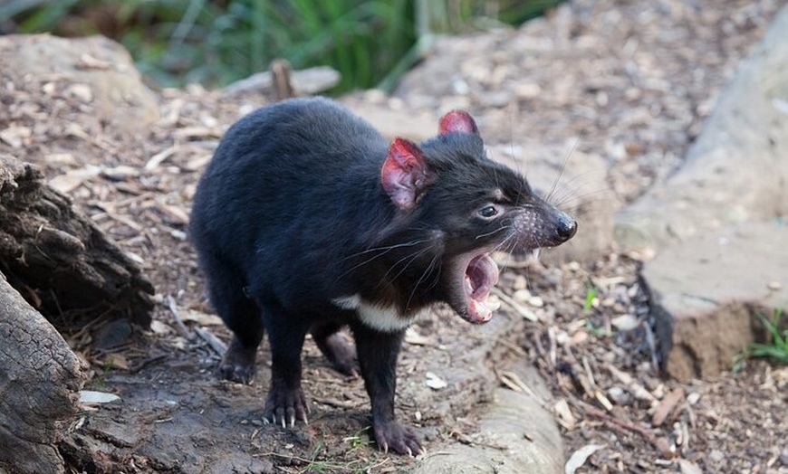 Image 31: Mt Field, Mt Wellington & Tassie Devils Active Tour from Hobart