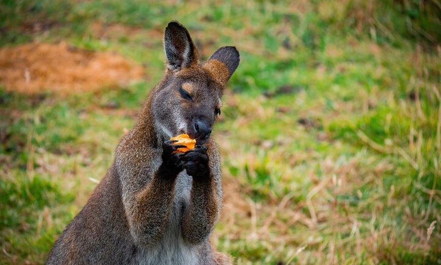 Image 4: PRIVATE Blue Mountains Scenic World Australian Wildlife & Cruise